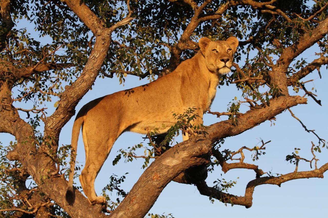 Sungulwane Private Game Lodge Hluhluwe Esterno foto