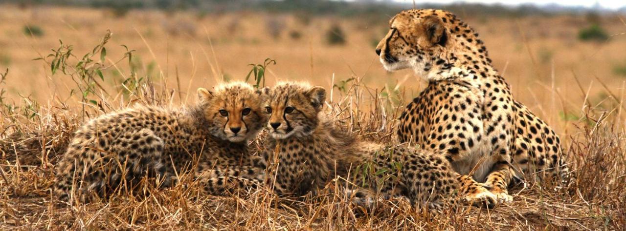 Sungulwane Private Game Lodge Hluhluwe Esterno foto