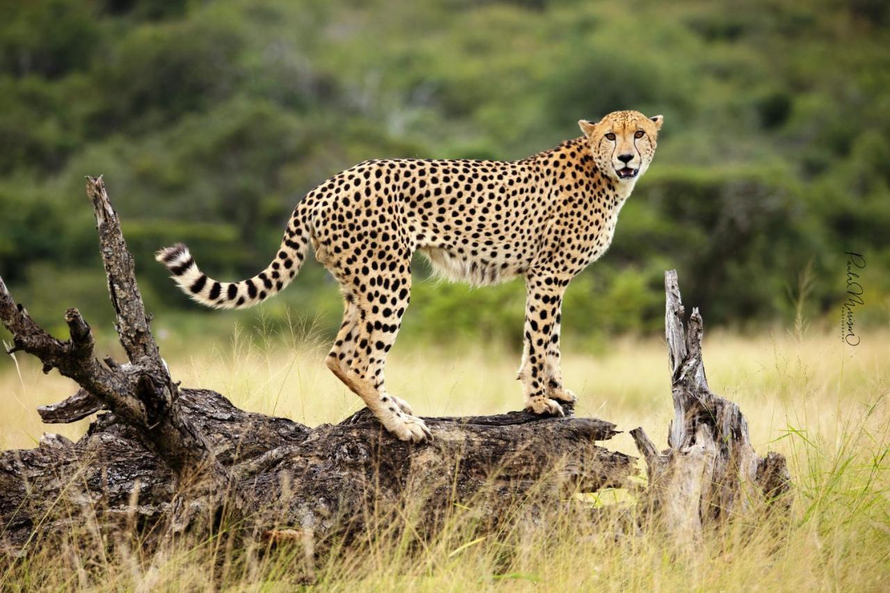 Sungulwane Private Game Lodge Hluhluwe Esterno foto