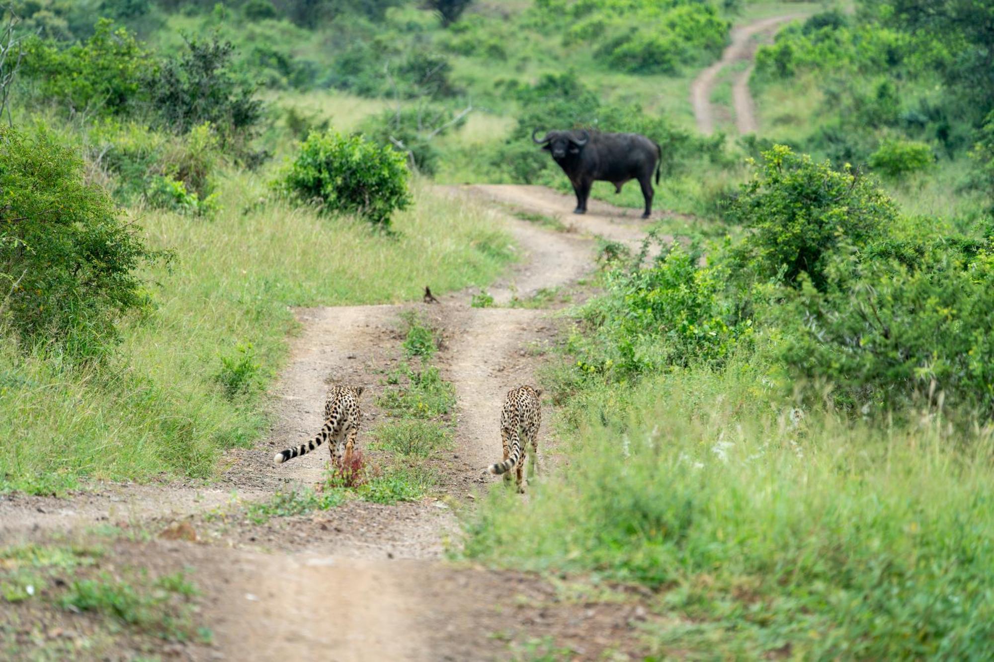 Sungulwane Private Game Lodge Hluhluwe Esterno foto